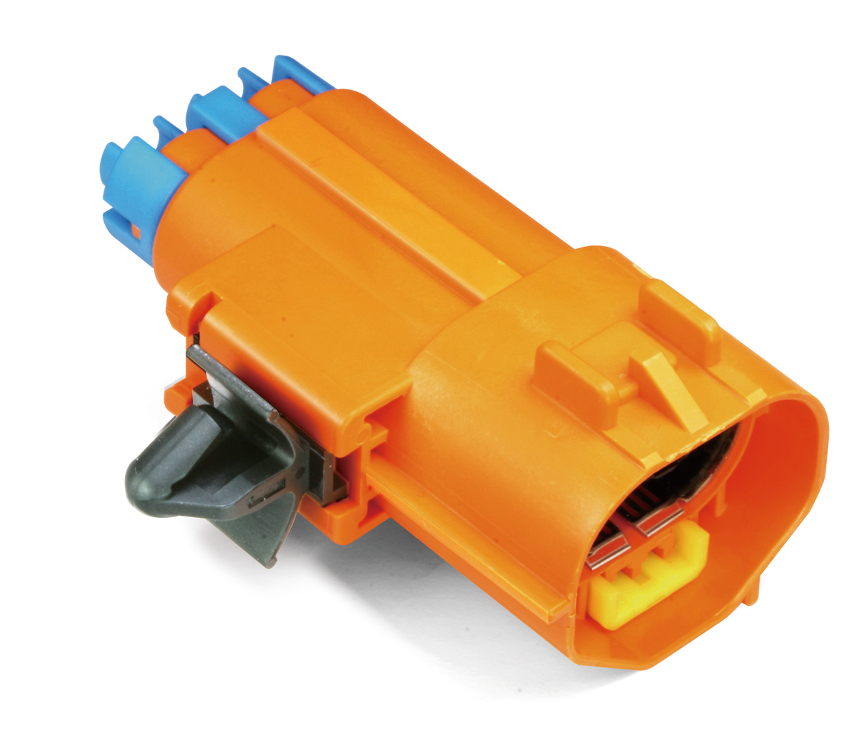 MG646156-11